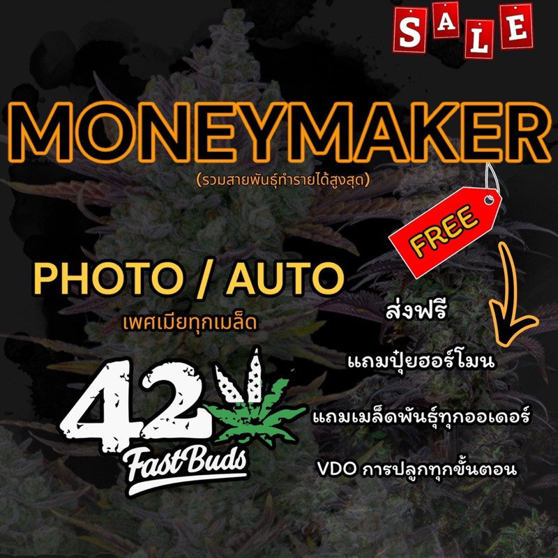 1แถม1 เมล็ดกันชา(เพศเมีย) MONEYMAKERS รับประกันการงอก รับประกันสายพันธุ์ แถมฟรีเร่งราก ทุกออเดอร์ เมล็ดออโต้