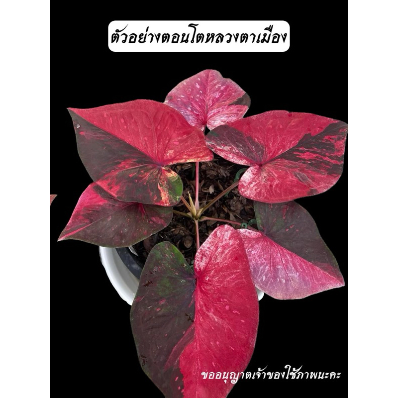 หลวงตาเมือง บอนสี ตับเกจิ