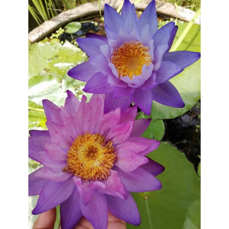 ต้นพันธุ์สายพันธุ์บัวยักษ์ออสเตรเลียเปลี่ยนสีม่วงชมพู