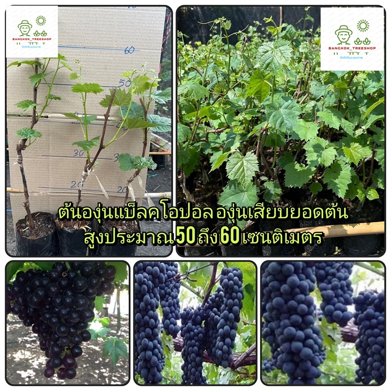 ต้นองุ่นแบ็ลคโอปอลองุ่นเสียบยอดต้นสูงประมาณ 50 ถึง 60 เซนติเมตร_blackopal