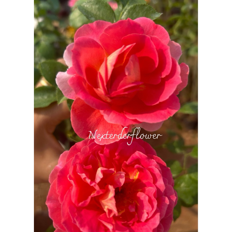 กุหลาบ Esprit de Parisในกระถาง 12 นิ้ว  กุหลาบฝรั่งเศส ให้ดอกเป็นช่อ สีสวย แจ่มมาก กลิ่นหอมผลไม้ เลี