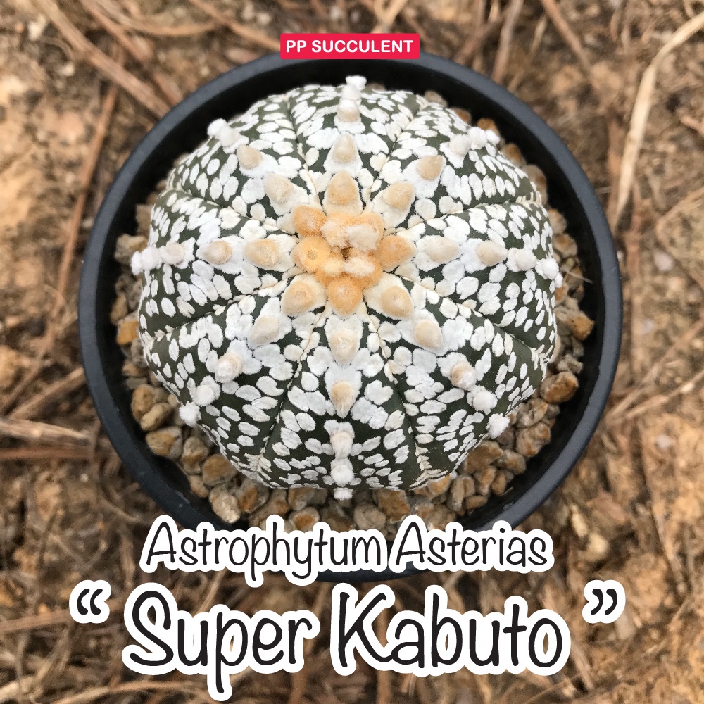 Astrophytum Asterias " Super Kabuto " แอสโตร ซูปเปอร์คาบูโตะ