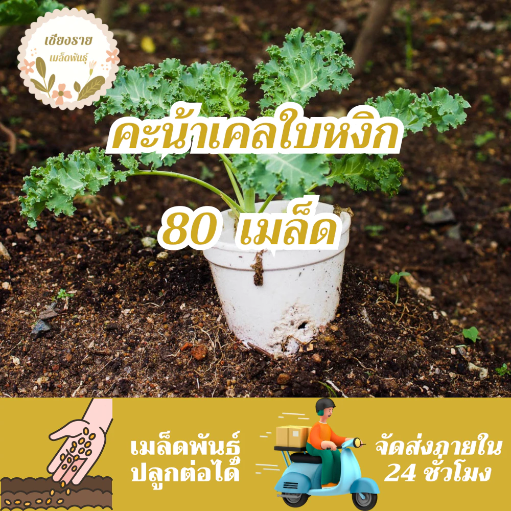 เมล็ดพันธุ์ คะน้าเคลใบหงิก 80 เมล็ด Brassica oleracea var acep เมล็ดพันธุ์แท้ นำเข้าจากต่างประเทศ