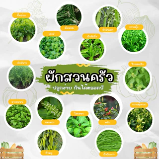 เมล็ดพันธุ์ผักสวนครัว แบ่งขาย เมล็ดโหรพา กระเพรา ผักชี ต้นหอม ผักบุ้ง คะน้า กวางตุ้ง พริก ถั่วพลู สาระแหน่
