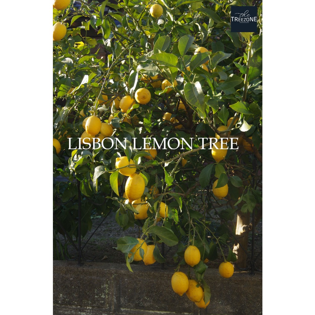 ต้นเลม่อน ต้นเลม่อนสิลบอน (Lisbon Lemon) ผลเลม่อนแท้ นำเข้า ต้นแข็งแรงพร้อมส่่ง