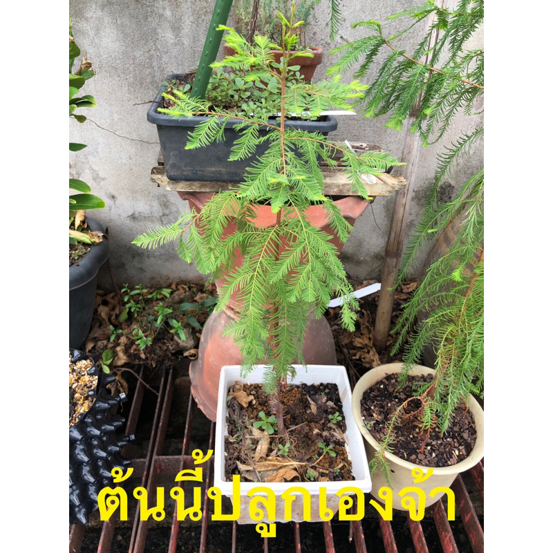ต้นสน ต้นไม้ สนหนองน้ำ bald cypress swamp cypress Taxodium distichum สูง 30 เซนติเมตร