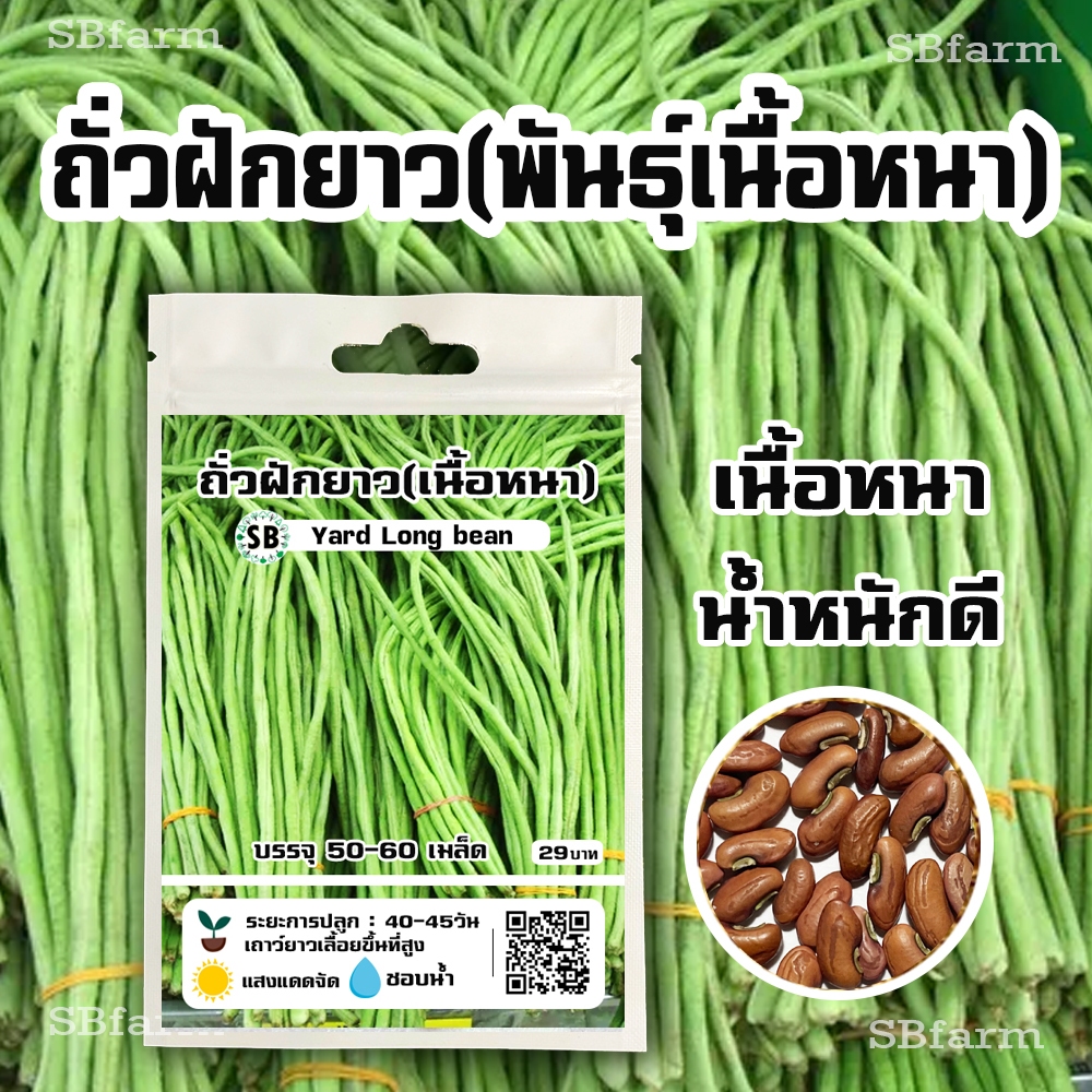 ถั่วฝักยาว(พันธุ์เนื้อหนา) โปรโมชั่น [ซื้อ 2 แถม 1ซอง]เนื้อหนา-น้ำหนักดี - บรรจุ 50-60เมล็ด/ซอง