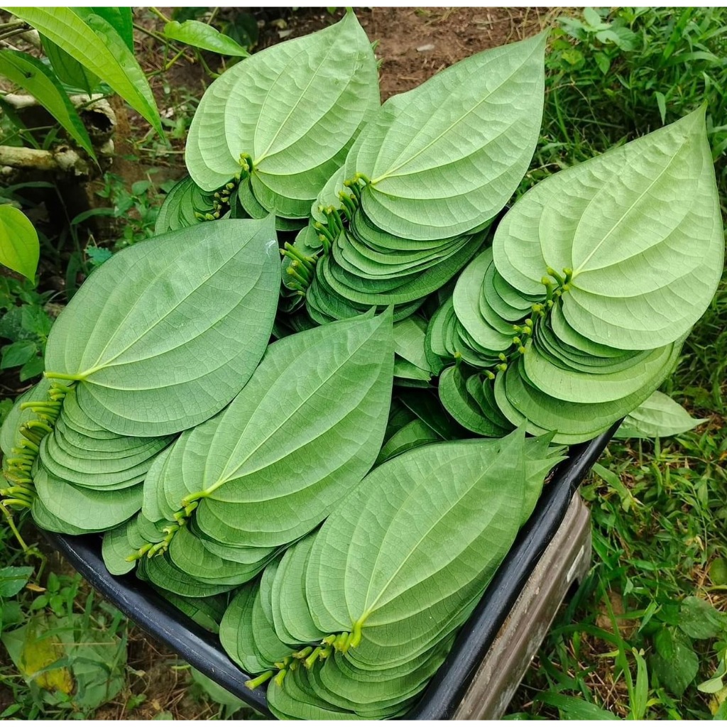 ใบพลูเขียวใต้ (1 กิโลกรัม) พลูกินหมาก พลูพิธีกรรม คัดใบสวย ใบพลูเรียง ကွမ်းသီး ไซส์รวม เก็บสดจากสวนทุกวัน - รูปที่ 3