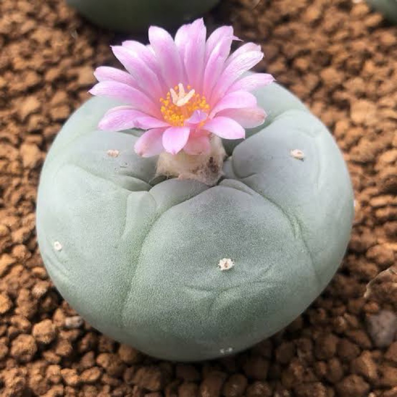 PEYOTE Lophophora Williamsii Peyote Relax Enjoy โลโฟ วิลเลี่ยมซิไอไม้เมล็ด