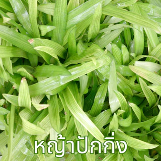ชาหญ้าปักกิ่ง ตราไร่กฤติยา (Beijing Grass Tea)