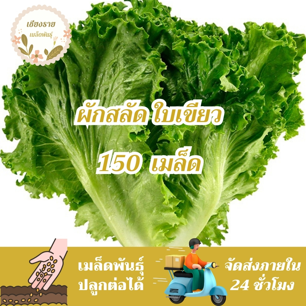 เมล็ดพันธุ์ สลัด ใบเขียว 150 เมล็ด Green Leaf Lettuce seed เมล็ดพันธุ์แท้ นำเข้าจากต่างประเทศ