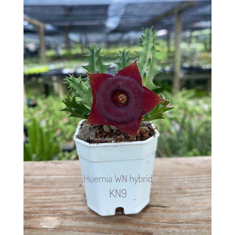 Huernia WN Hybrid KN9