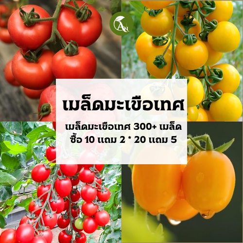 เมล็ดมะเขือเทศสีดา มะเขือเทศเชอรี่ซันโกลด์ มะะเขอเทศลูกท้อ