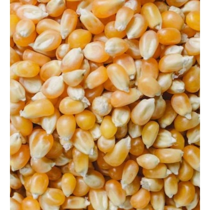 เมล็ด​ข้าวโพด​ เมล็ด​ป๊อบคอร์น​ popcorn เมล็ดข้าวโพดสำหรับทำป๊อปคอร์น​