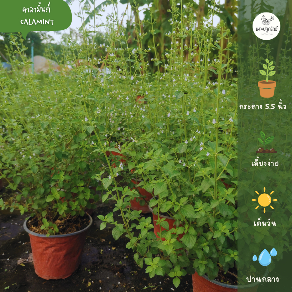 ต้นคาลามินต์ Calamint ดอกสีขาวออกดอกทั้งปี #สมุนไพรฝรั่ง