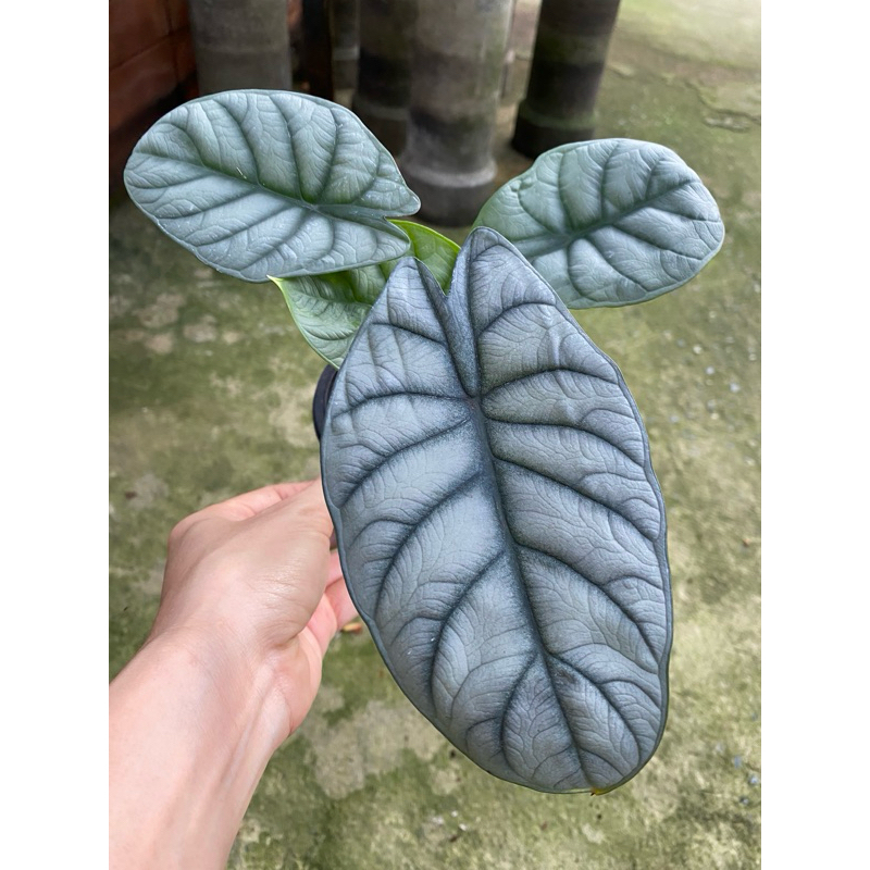 🌿อโลคาเซีย ซิลเวอร์ดราก้อน Alocasia Silver Dragon