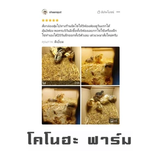 ไข่เชื้อไก่ชนสายเลือดนินจาพม่าจอมราชันย์แท้100%📌vip