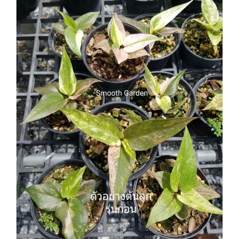 เมล็ดโชคเก้าชั้นด่าง ผสมจากแม่ด่างทุกต้นค่ะ(1ชุด10เมล็ดขาว)#seed