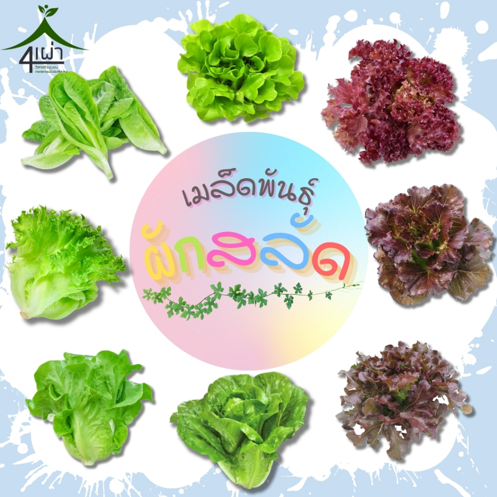 เมล็ดพันธ์ุผักสลัด 1 ซองมี 80-100 เมล็ด