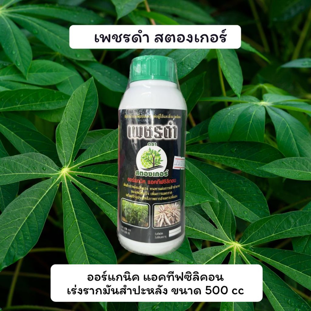 เพชรดำ(สตองเกอร์)แช่ท่อนพันธุ์มัน เร่งการแตกราก