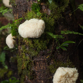 ผงเห็ดยามาบูชิตาเกะ ขนาด 100 กรัม ( Lion’s Mane Powder )