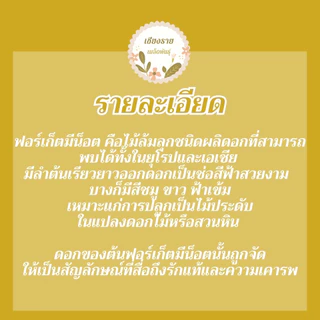 เมล็ดพันธุ์ ดอก ฟอร์เก็ตมีน็อต อย่าลืมฉัน 15 เมล็ด Forget me not เมล็ดพันธุ์แท้ นำเข้าจากต่างประเทศ ปลูกผัก สวนครัว ถูก