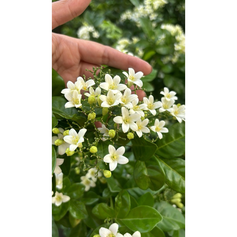 แก้วพวงดวงใจ”บ้านใดปลูกต้นแก้วไว้ประจำบ้าน จะทำให้คนในบ้าน มีความดี มีคุณค่าสูง” กลิ่นหอม