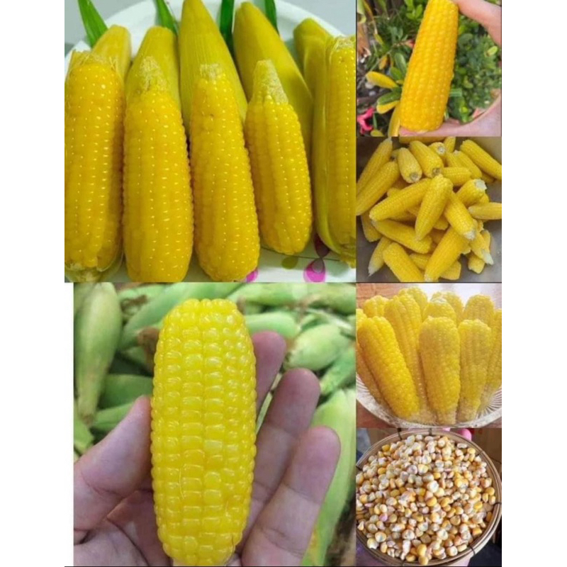 เมล็ดพันธุ์ข้าวโพดเทียนเหลืองสายพันธุ์น้ำผึ้ง ฝักเล็ก