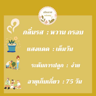 เมล็ดพันธุ์ แครอทจิ๋ว แครอทเบบี้ 300เมล็ด LittleFingers CarrotSeed เมล็ดพันธุ์แท้ นำเข้าจากต่างประเทศ ปลูกผักสวนครัว ดี