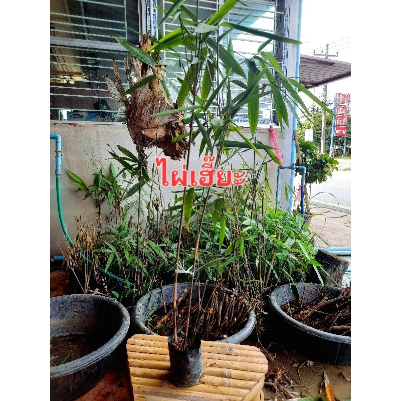ไผ่เฮี๊ยะ ใช้ทำข้าวหลามปล้องยาว 80 - 120 ซม. จัดชุด 3 ถุง 129 บ.