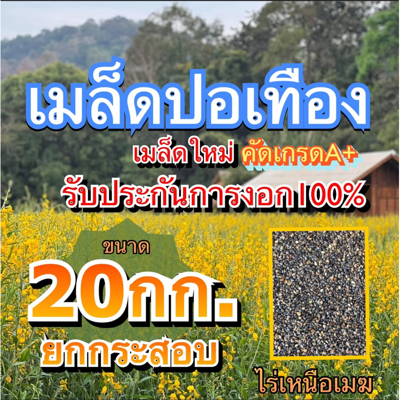 ✅ ปอเทือง เมล็ดปอเทือง 20 กิโลกรัม(รับประกันการงอก)พร้อมปลูก