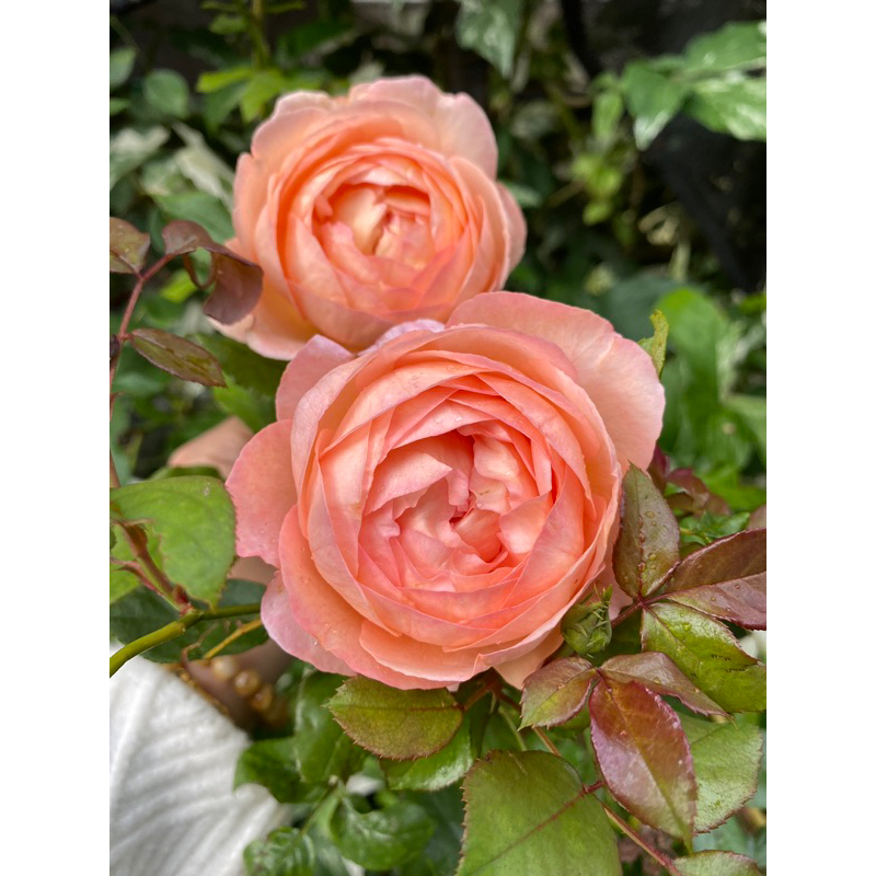Robin Rose 🌹 #โรบิ้นโรส #Robin #Robinrose  🌹กุหลาบญี่ปุ่น หอมแรง