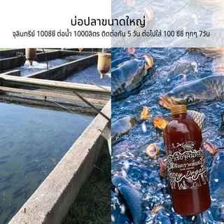 INSAY ORGANIC จุลินทรีย์ ใช้บำบัดน้ำ ดับกลิ่น ปรับสภาพน้ำ ย่อยสลาย สำหรับเลี้ยงปลา กุ้ง