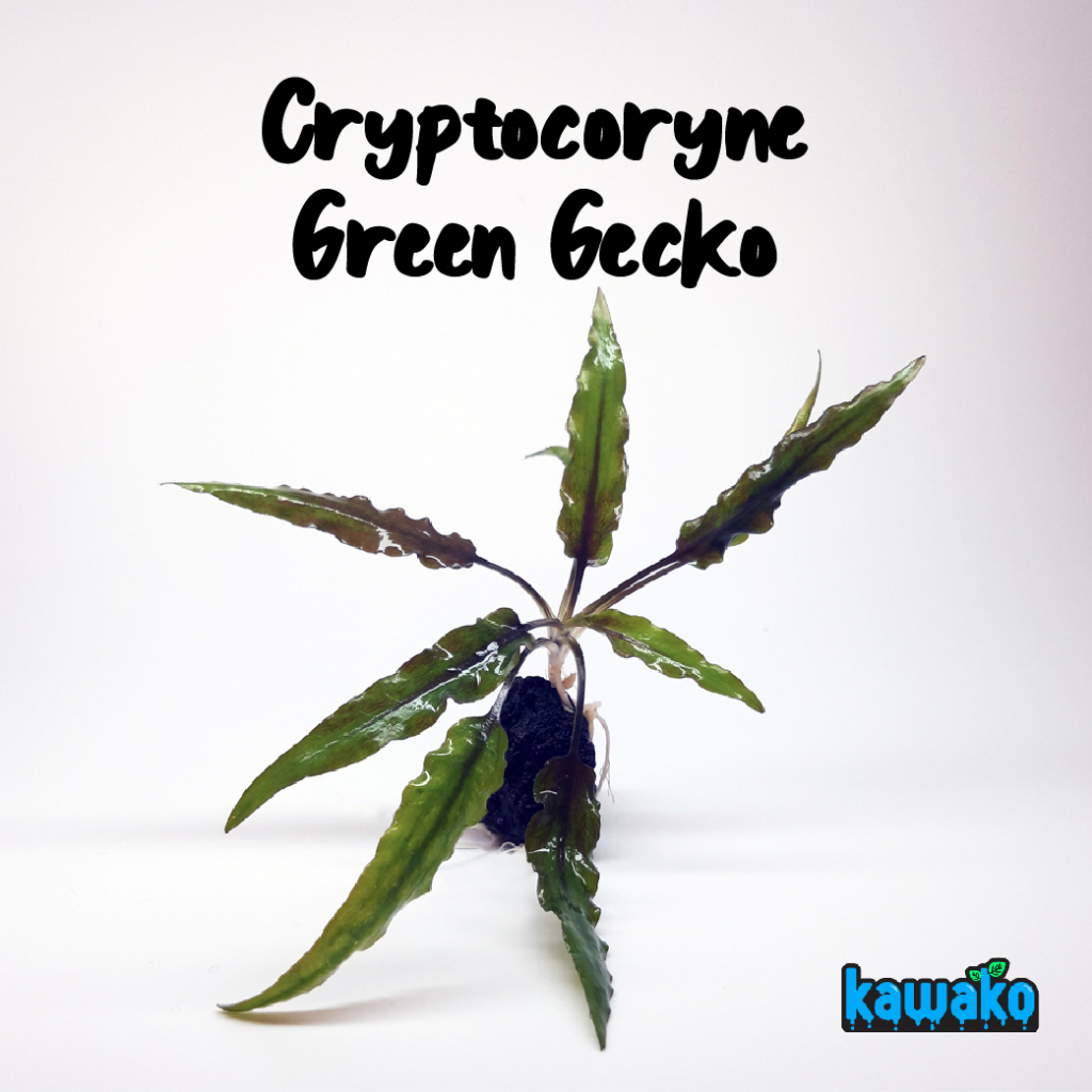 Cryptocoryne Wendtii Green Gecko (Submersed) / คริปกรีนเก็กโค (ใบน้ำ 100%)