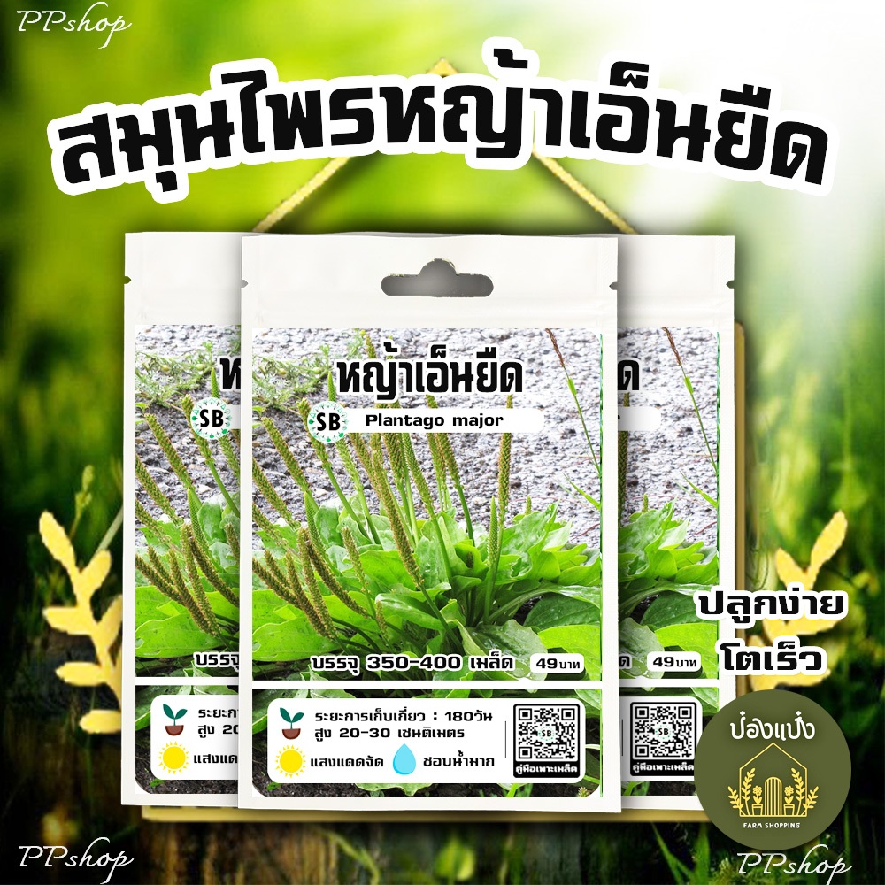 เมล็ดหญ้าเอ็นยืด หรือ เมล็ดผักกาดน้ำ [350-400เมล็ด/ซอง] /// PPshop