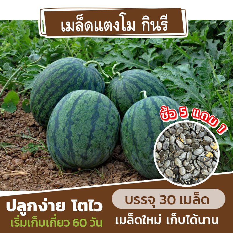 เมล็ดพันธุ์ แตงโม🍉 พันธุ์กินรี แบ่งขาย 30 เมล็ด (ซื้อ 5 แถม 1)✨