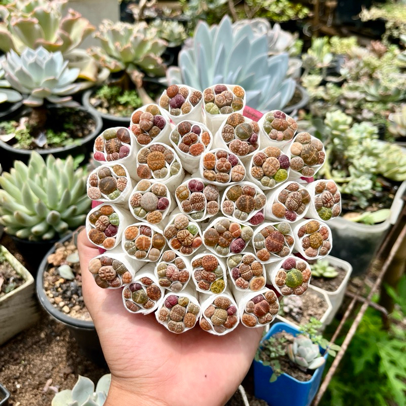 ไลทอปมิกซ์ Lithops ไลทอป ไลทอปยกพอต ไลทอปพอตจิ๋ว ไม้อวบน้ำ ราคาถูก แคคตัส กระบองเพชร