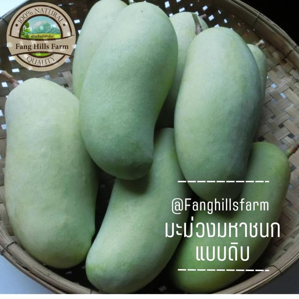 🚚ส่งเร็ว!! มะม่วง มหาชนก มะม่วงเกษตรอินทรีย์ มะม่วงสุก มะม่วงดิบ มะม่วงน้ำปลาหวาน