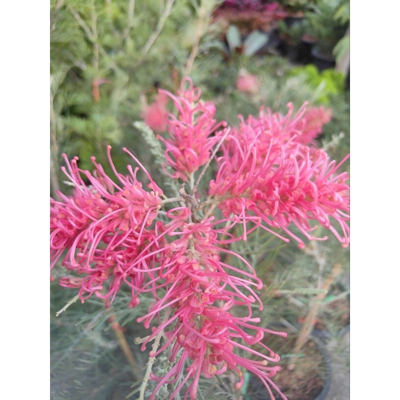 #สนเกรวิลเลีย #Grevillea สีชมพู,สีแดงส้ม,สีเหลืองแล้วต้นไม้นำเข้า