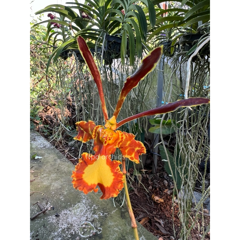 Psychopsis papilio (ปาปีริโอ้)