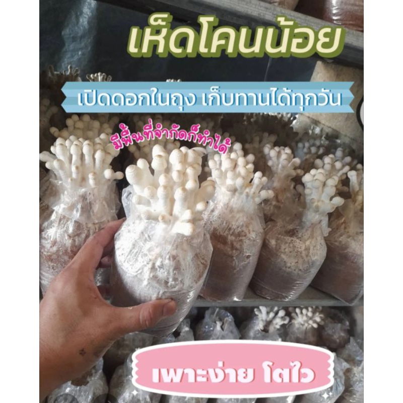 เห็ดโคนน้อย10 ก้อน พร้อมคู่มือเพาะเลี้ยง
