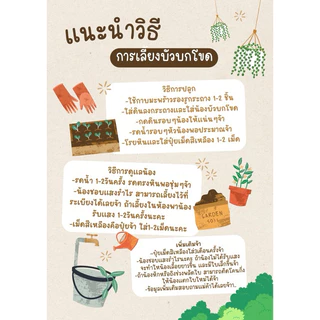 บัวบกโขด + พร้อมกระถาง ราคาถูก