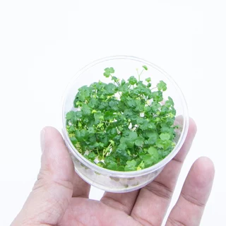 [APC] Hydrocotyle tripartita T/C CUP (แว่นแก้วจิ๋วญี่ปุ่น) [ไม้น้ำ - Aquatic Plant] LC377