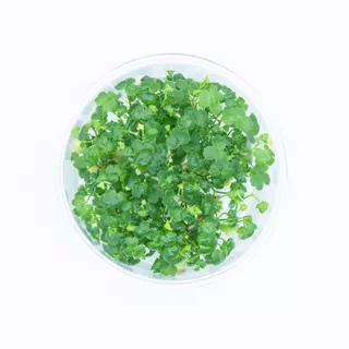 [APC] Hydrocotyle tripartita T/C CUP (แว่นแก้วจิ๋วญี่ปุ่น) [ไม้น้ำ - Aquatic Plant] LC377