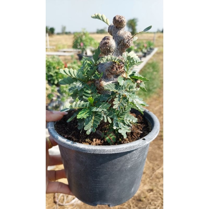 มะขามมาดากัสการ์ (senna meridionalis) เป็นไม้กลุ่ม Euphorbia sp.