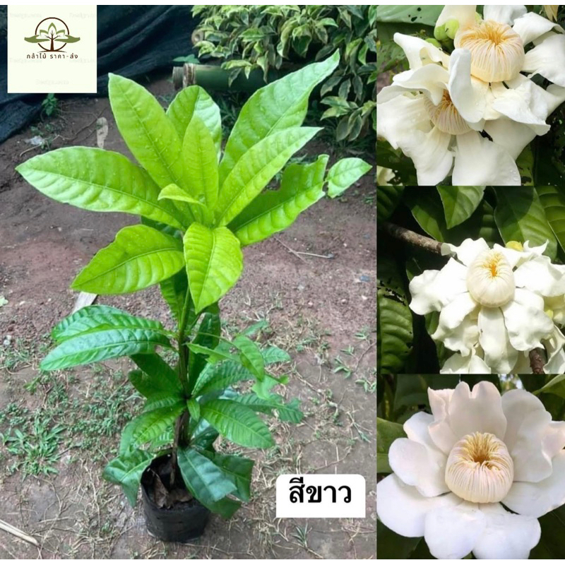 ต้น บัวสวรรค์ สีขาว ไม้หายากขนาด 40-50 เซน แข็งแรงพร้อมปลูกออกดอกไว
