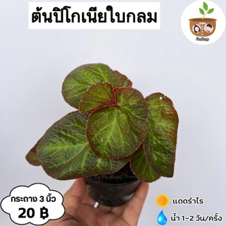 ต้นปิโกเนียใบกลม จัดส่ง 2 ต้นขึ้นไป คละแบบได้