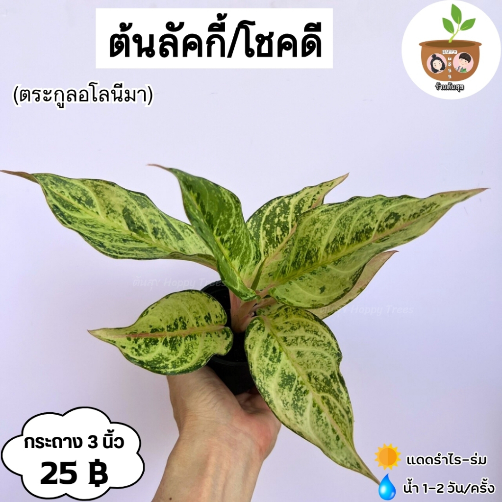 ต้นลัคกี้/โชคดี จัดส่ง 2 ต้นขึ้นไป คละแบบได้