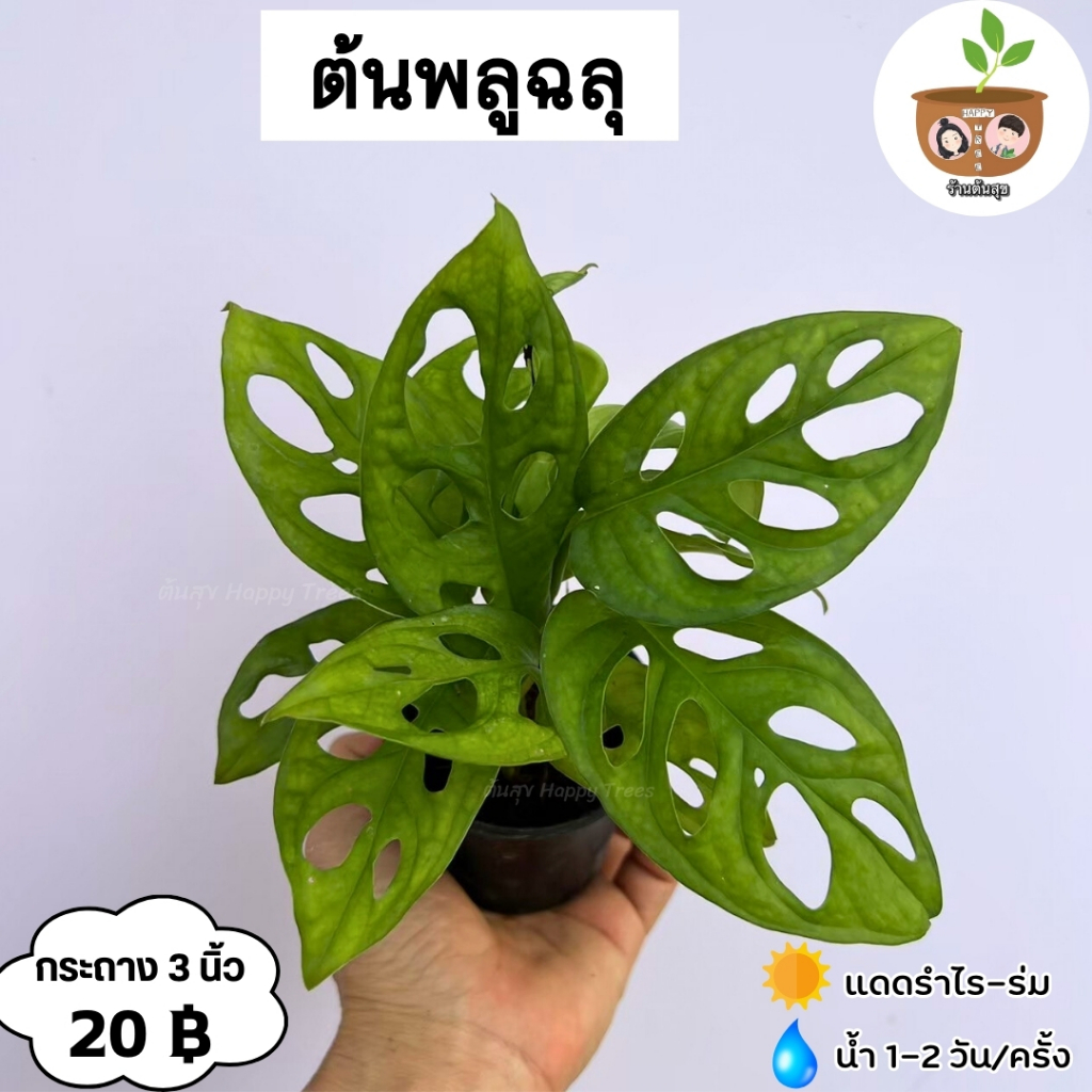 ต้นพลูฉลุ จัดส่ง 2 ต้นขึ้นไป คละแบบได้