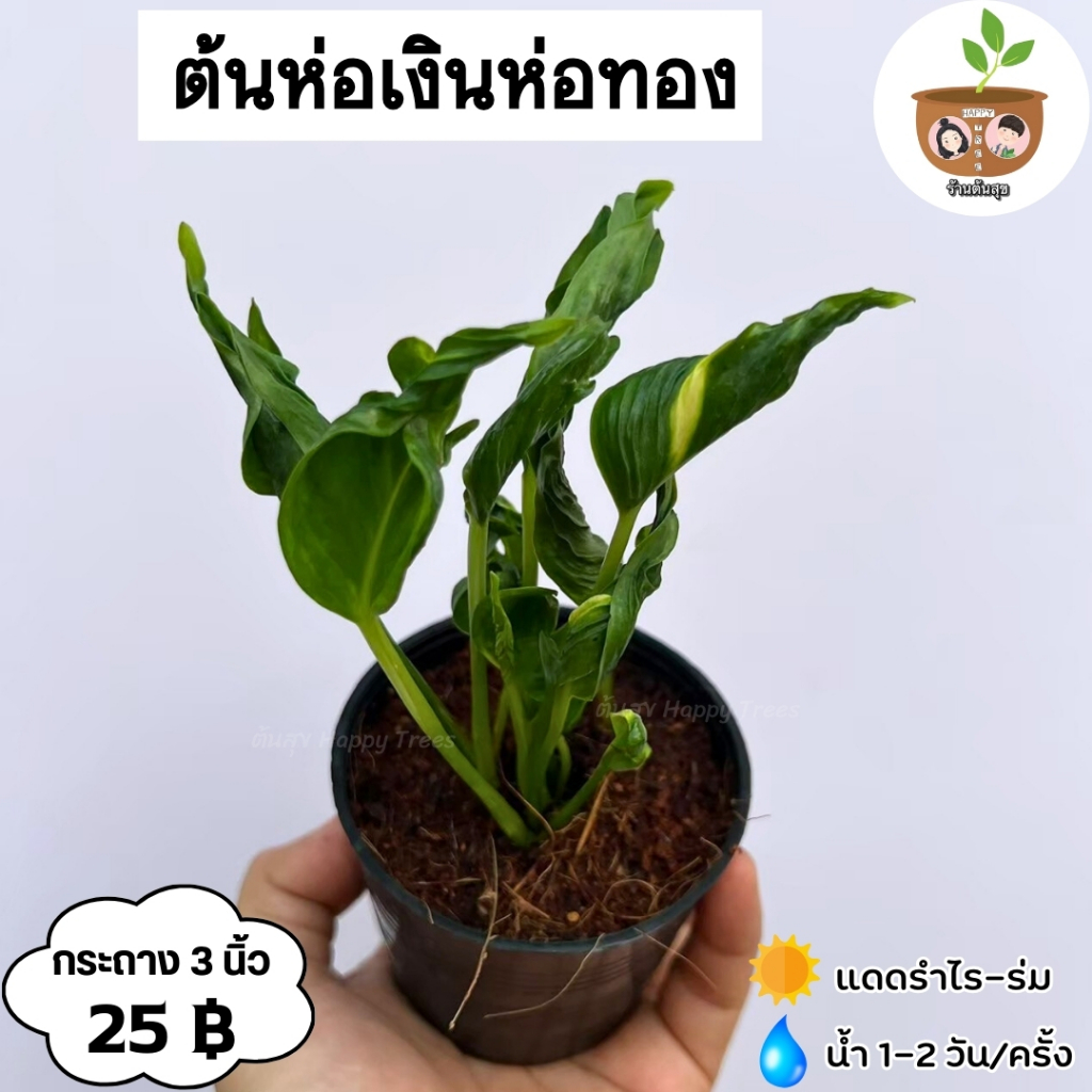ต้นห่อเงินห่อทอง จัดส่ง 2 ต้นขึ้นไป คละแบบได้